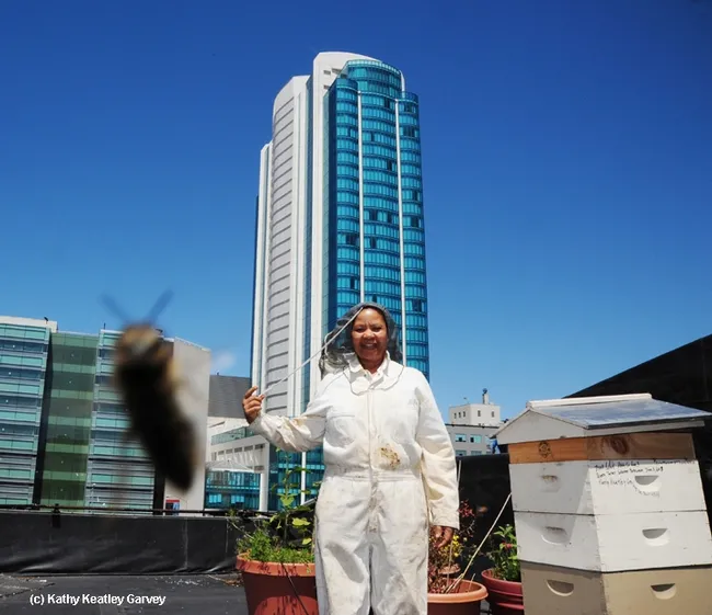Queen Turner, head of the beekeeping section, Ministry of Agriculture, Botswana government, inspected hives on the roof of the San Francisco Chronicle. (Photo by Kathy Keatley Garvey)