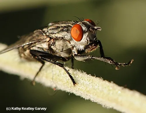 A flesh fly, family Sarcophagidae, grooming itself. (Photo by Kathy Keatley Garvey)