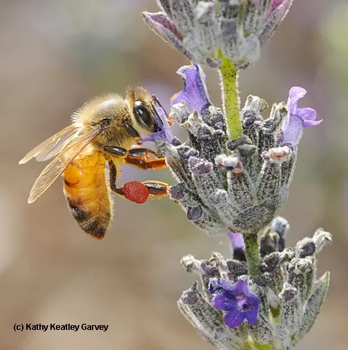 Honey bee with red pollen from a nearby rock puslane. (Photo by Kathy Keatley Garvey)