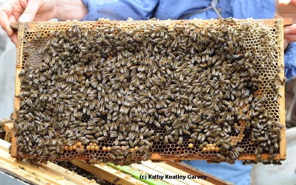 A healthy frame of bees. (Photo by Kathy Keatley Garvey)