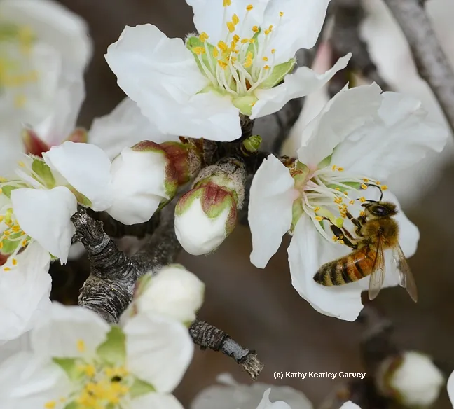 Golden is her color and white is her aim. (Photo by Kathy Keatley Garvey)