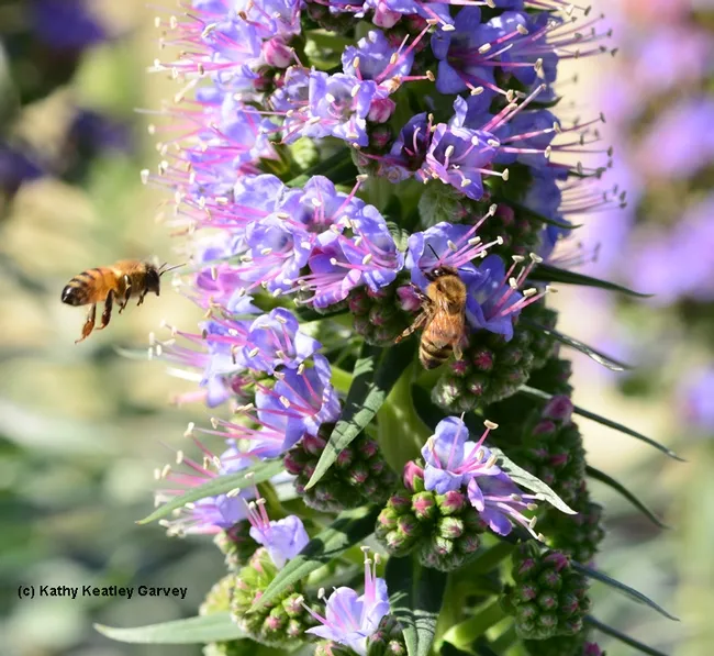 Honey bees foraging on the Pride of Madeira at Bodega Bay. (Photo by Kathy Keatley Garvey