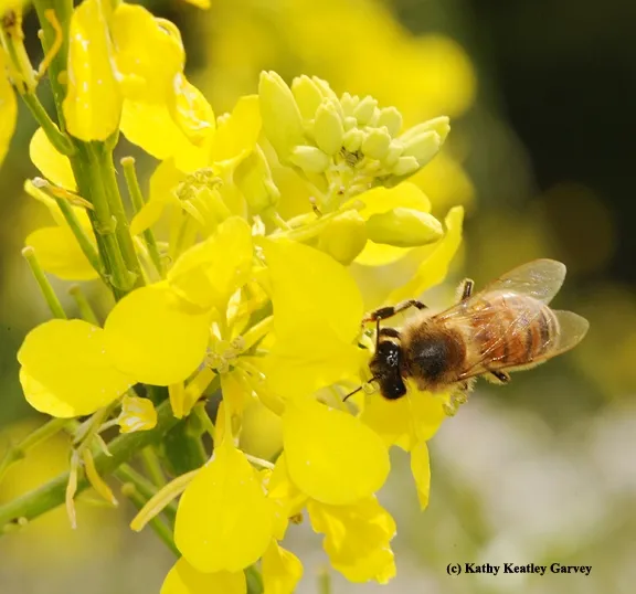 Honey bee foraging on mustard. (Photo by Kathy Keatley Garvey)