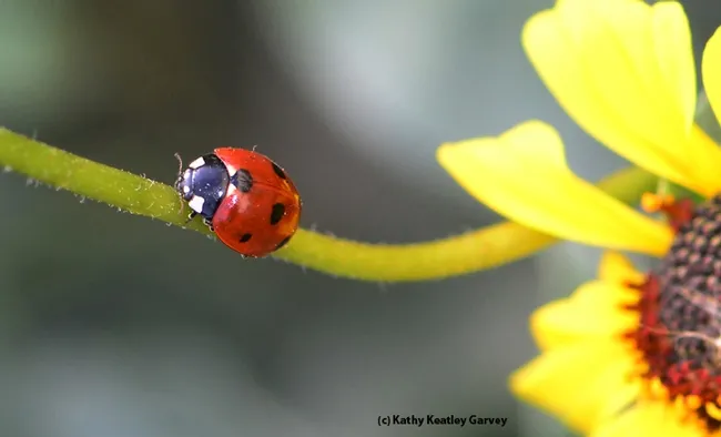 Ladybug "walking the line." (Photo by Kathy Keatley Garvey)