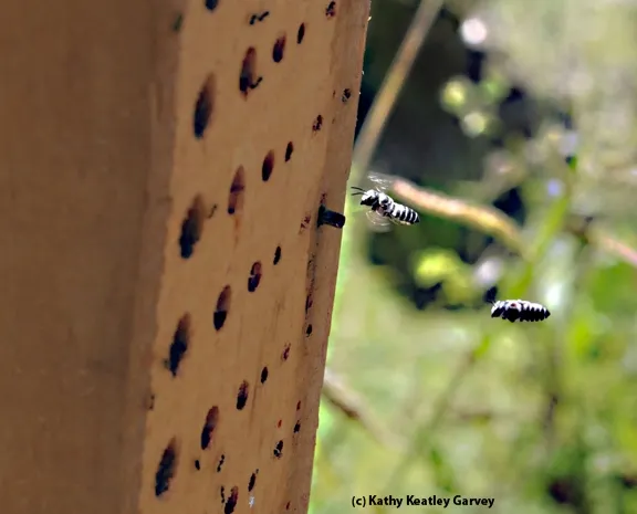 Leafcutting bees heading home to their condo. (Photo by Kathy Keatley Garvey)