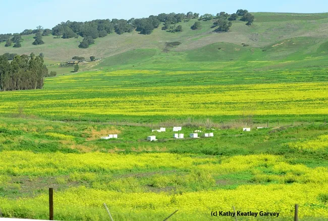Bee hives nestled in a field of green and yellow (mustard) along Highway 12, Napa. (Photo by Kathy Keatley Garvey)
