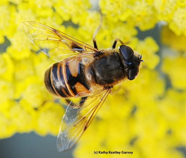 The drone fly, Eristalis tenax, is often mistaken for a bee. The fly has the letter "H" on its abdomen. (Photo by Kathy Keatley Garvey)