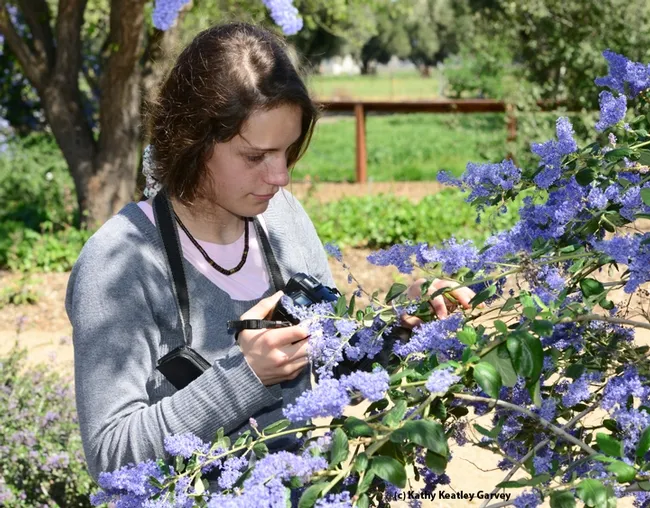 Jessie Brown, 14, a junior UC Master Gardener with the Lake Tahoe Master Gardeners, photographs insects in the ceanothus at the Häagen-Dazs Honey Bee Haven. (Photo by Kathy Keatley Garvey)