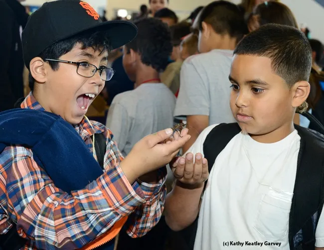 Jacob Herrera-Padua (left) and Torriano Sanderson of Suisun delight in a walking stick. (Photo by Kathy Keatley Garvey)