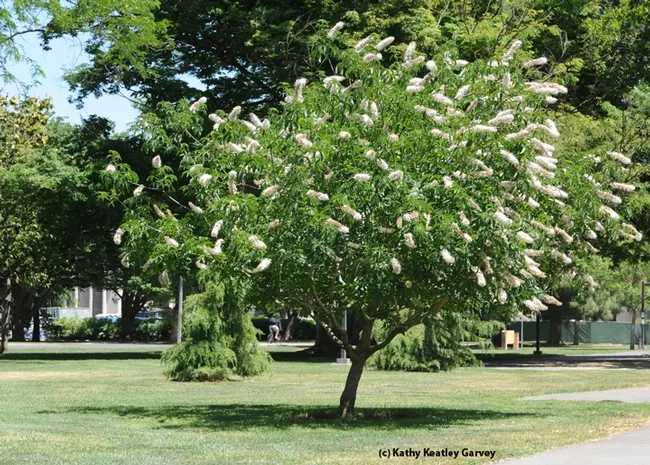 A California buckeye blooming in May of last year on the UC Davis campus. (Photo by Kathy Keatley Garvey)