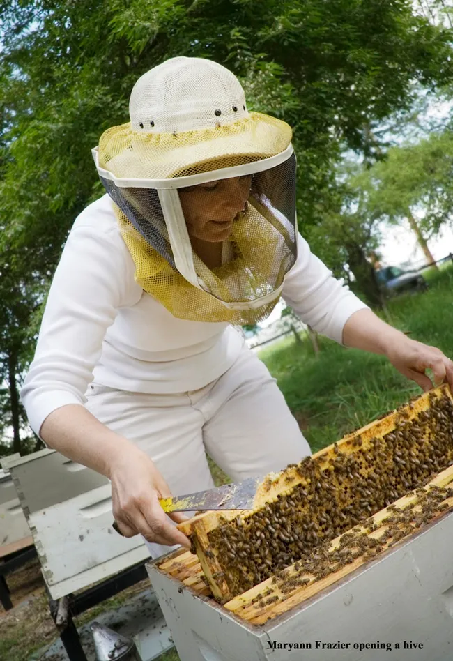 Maryann Frazier inspects a hive. (Photo courtesy of Penn State)