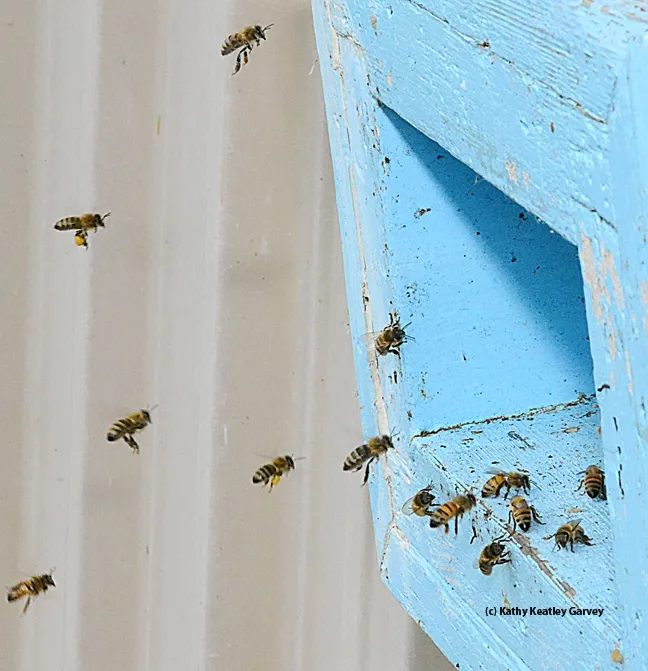 Honey bees making a "bee line" for their home. (Photo by Kathy Keatley Garvey)