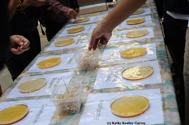 Honey tasting will include almond, yellow starthistle, leatherwood, cultivated buckwheat, safflower and “wild oak." (Photo by Kathy Keatley Garvey)