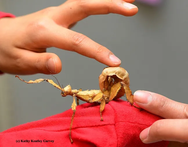 Picnic goers can get up close and personal with walking sticks at the Bohart Museum of Entomology. (Photo by Kathy Keatley Garvey)