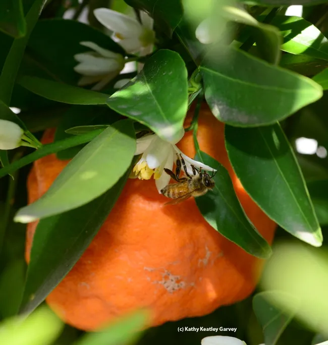 A honey bee pollinates a tangerine blossom next to fruit lingering on the tree. (Photo by Kathy Keatley Garvey)