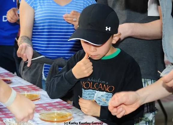 Evan Marczak of Davis samples honey. (Photo by Kathy Keatley Garvey)