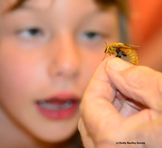 Male Valley carpenter bee draws attention at the Bohart Museum of Entomology's open house on UC Davis Picnic Day. (Photo by Kathy Keatley Garvey)
