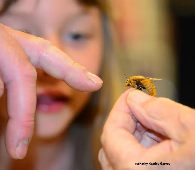 A tentative touch. (Photo by Kathy Keatley Garvey)