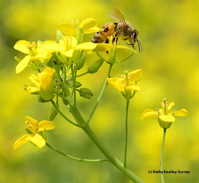 A honey bee foraging on rapini at the Harry H. Laidlaw Jr. Honey Bee Facility. (Photo by Kathy Keatley Garvey)