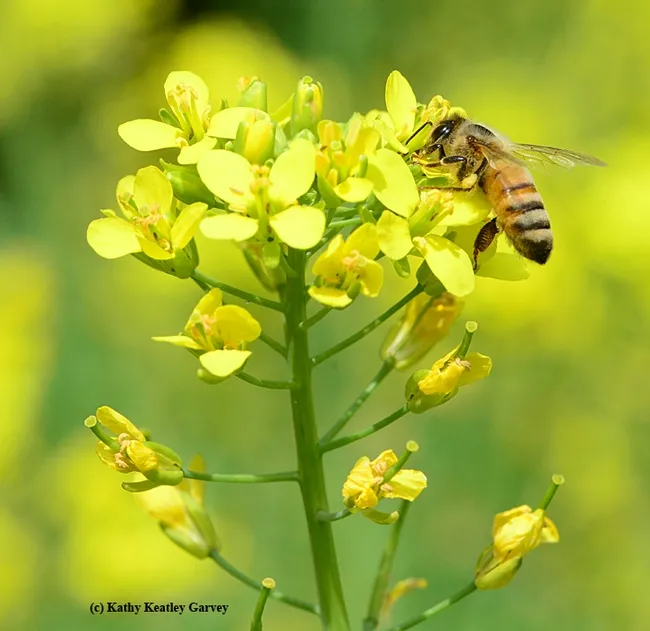 Honey bee takes a liking to the rapini. (Photo by Kathy Keatley Garvey)