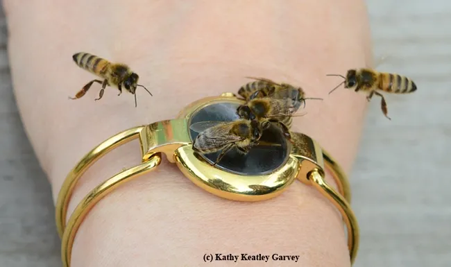 Making a beeline for her watch. (Photo by Kathy Keatley Garvey)