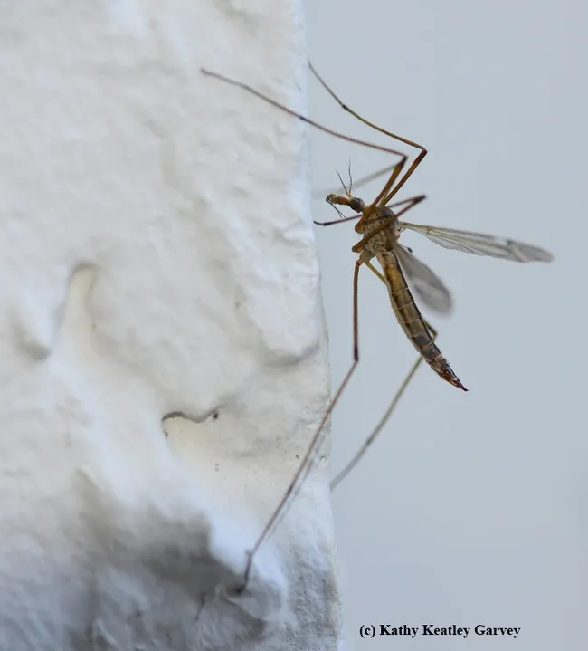 A crane fly lands on a stucco wall. (Photo by Kathy Keatley Garvey)