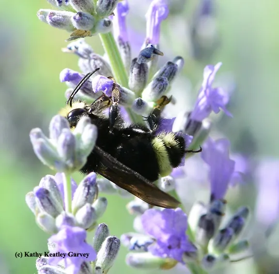 A male yellow-faced bumble bee, Bombus vosnesenskii, appears to be "resting" on lavender. (Photo by Kathy Keatley Garvey)