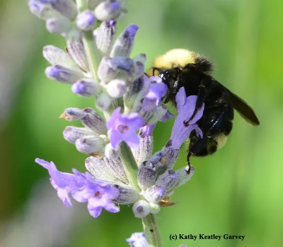 Another view of the male yellow-Side view of the male yellow-faced bumble bee, Bombus vosnesenskii. (Photo by Kathy Keatley Garvey)