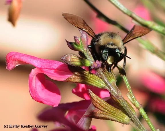 Mountain carpenter bee, Xylocopa tabaniformis orpifex, engaging in nectar robbing. (Photo by Kathy Keatley Garvey)