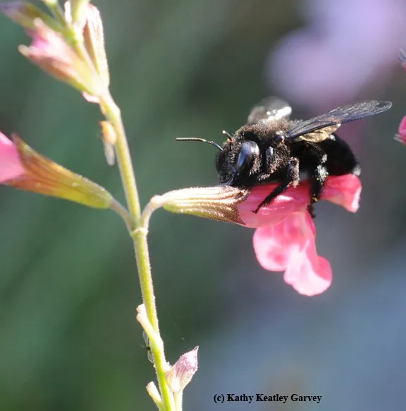 Side view of nectar robbing by mountain carpenter bee on salvia. (Photo by Kathy Keatley Garvey