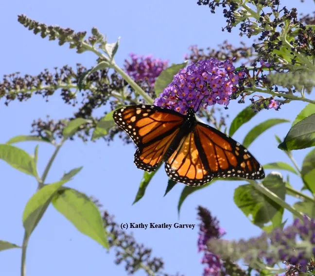 At times, the monarch resembles a stained glass window. (Photo by Kathy Keatley Garvey)