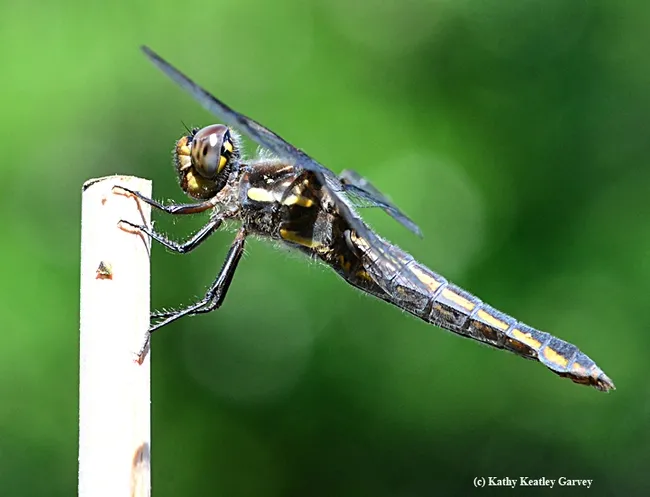 Widow skimmer (Libellula luctuosa). (Photo by Kathy Keatley Garvey)