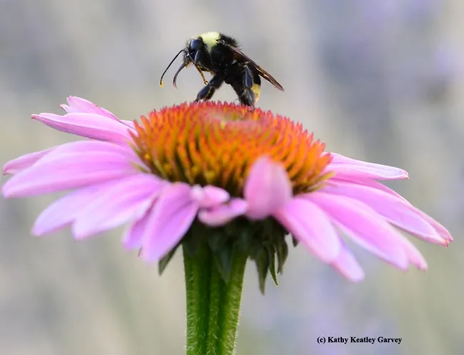 Bombus fervidus atop the purple coneflower. (Photo by Kathy Keatley Garvey)