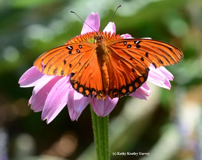 Gulf Fritillary (Agraulis vanillae) spreads its wings on a purple coneflower(Echinacea purpurea) (Photo by Kathy Keatley Garvey)
