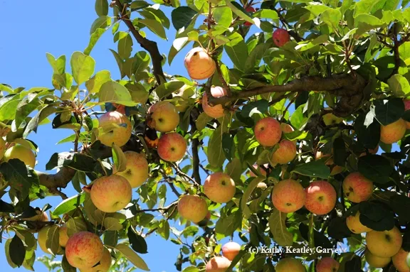 Apples hanging from a tree. (Photo by Kathy Keatley Garvey