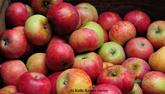 The bounty--thanks to bees! (Photo by Kathy Keatley Garvey)