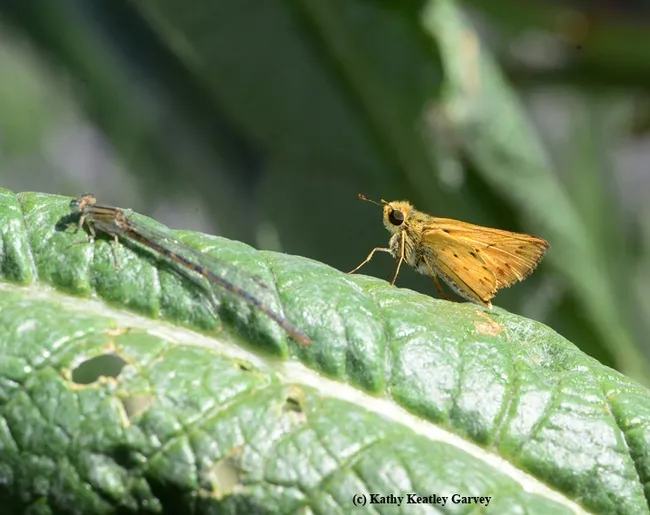A fiery skipper and a damselfly sharing the same spot: an artichoke leaf. (Photo by Kathy Keatley Garvey)