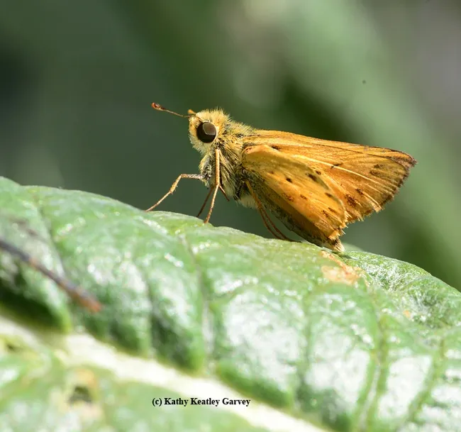 Close-up of fiery skipper, Hylephila phyleus, belonging to the family Hesperiidae. (Photo by Kathy Keatley Garvey)