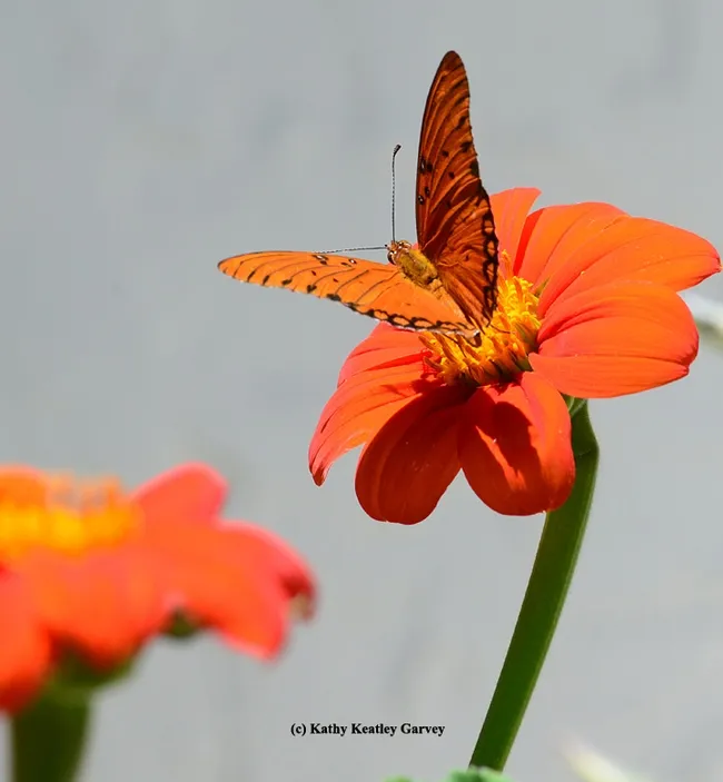 A Gulf Fritillary sips nectar from a Mexican sunflower (Tithonia), unaware of what will soon occur. (Photo by Kathy Keatley Garvey)