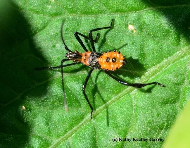 Red nymph of leaffooted bug. (Photo by Kathy Keatley Garvey)