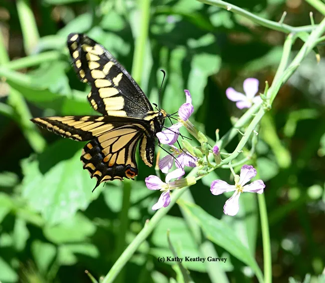 Anise swallowtail foraging on wild radish. (Photo by Kathy Keatley Garvey)