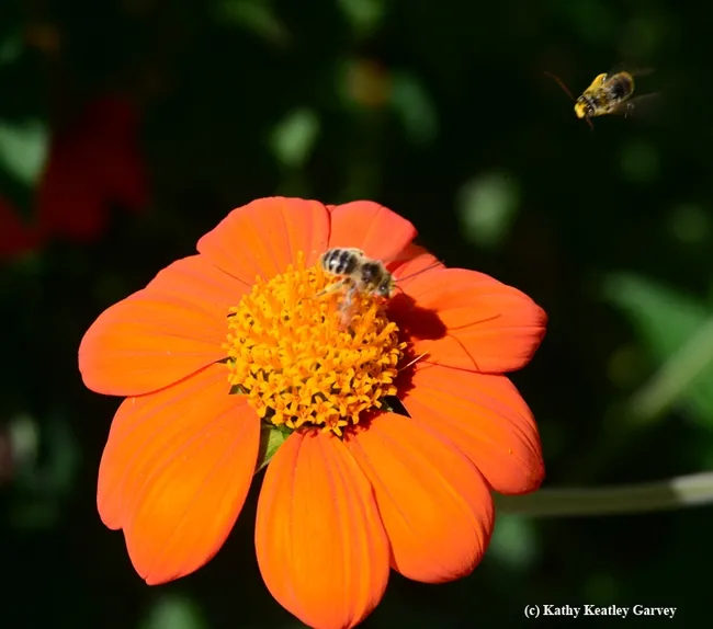 A male sunflower bee, Melissodes agilis (as identified by native pollinator specialist Robbin Thorp, emeritus professor of entomology at UC Davis, in a territorial challenge. (Photo by Kathy Keatley Garvey)