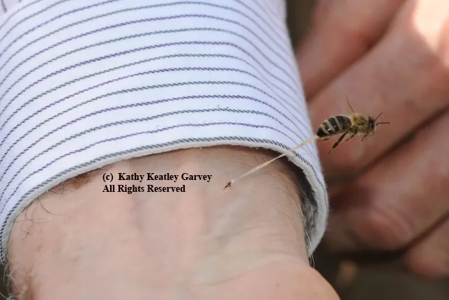 This photo of a bee sting, by Kathy Keatley Garvey, appears in Sarah Albee's book, "Bugged."