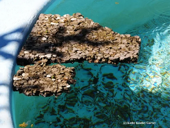 A flat floating cork in the fountain of The Melissa Garden, Healdsburg, is great for bees to buzz down and safely take a sip. (Photo by Kathy Keatley Garvey)