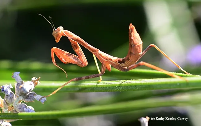 A praying mantis won’t eat a few days before it will shed its skin (molt). This is normal. After molting it will start to eat again. When a praying mantis will not eat even though it does not need to molt, it can help to offer it a Praying mantis soaking up some sun rays. (Photo by Kathy Keatley Garvey)