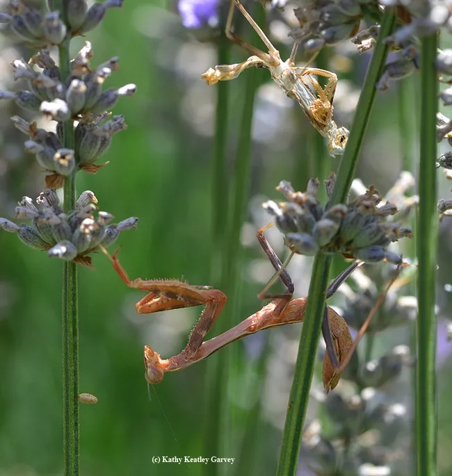 The praying mantis has just moulted. Note the shedded skin above it. (Photo by Kathy Keatley Garvey)