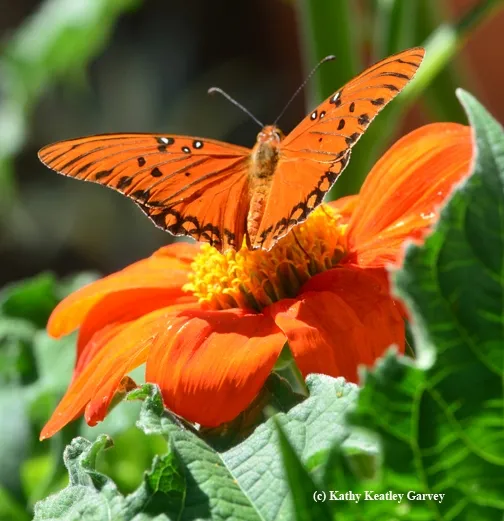 A Gulf Fritillary, Agraulis vanillae, takes flight. (Photo by Kathy Keatley Garvey)
