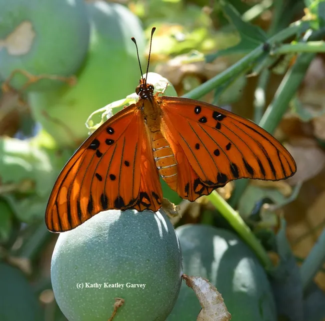 Newly emerged Gulf Frit flashing its wings. (Photo by Kathy Keatley Garvey)