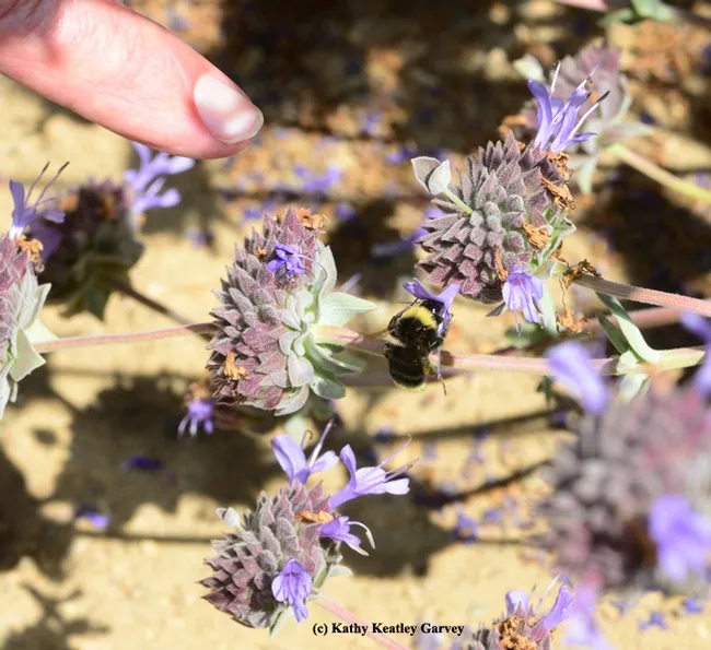 Robbin Thorp points at a yellow-faced bumble bee, Bombus vosnesenski. (Photo by Kathy Keatley Garvey)