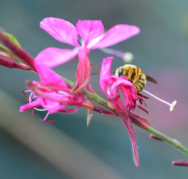 This male Melissodes agilis, is sleeping solo on a guara blossom. (Photo by Kathy Keatley Garvey)